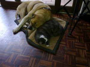 Nature - cats and dogs