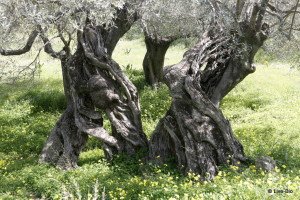 Olive grove near Live-Bio