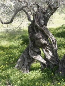 Olive grove near Live-Bio
