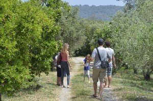 Poros - The Lemon Tree forest
