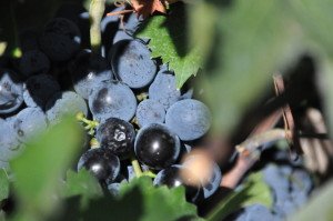 Wine harvest in Nemea