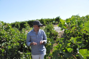 Semeli vinyard