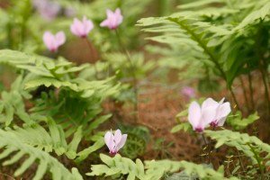Nature on Methana
