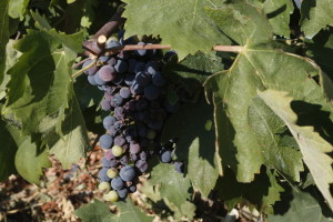 Indigenous Agiorghitiko grape of Nemea