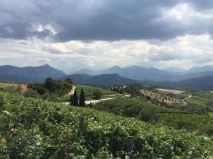 Nemea the 3000 year old wine making region