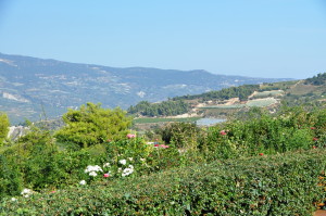 Views from the Semeli vinyard