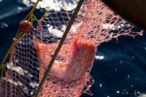 Fishing trip with Tassos Ladas around Poros island