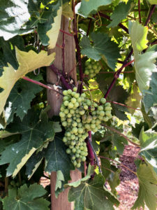 Wine tasting trip to Nemea